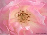 DSCN1154a.jpg